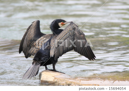 Cormorant to dry feathers Cormorant to dry feathers 15694054