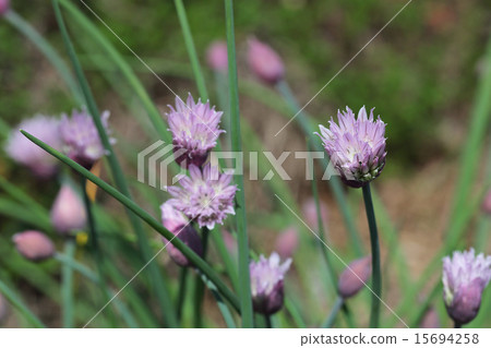 Chive flowers 15694258