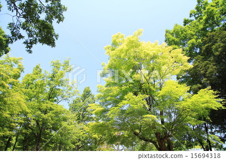 新鮮的綠色公園 新鮮的綠色公園 15694318