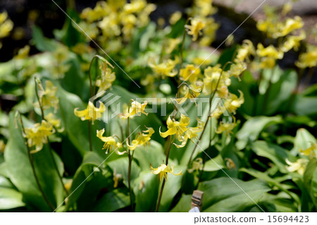 黃色的花朵 15694423