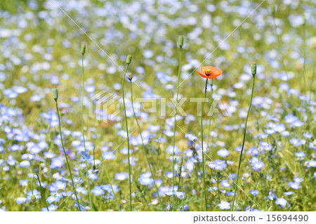 Poppy flowers 15694490