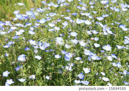 Nemophila flower Nemophila flower 15694580