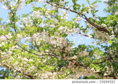 Styrax flower　 15694581