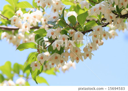Styrax flower Styrax flower 15694583