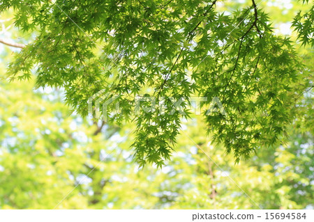 The season of young leaves The season of young leaves 15694584