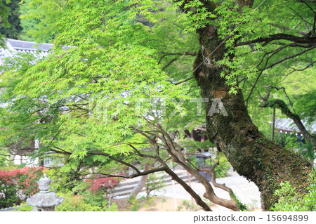 年輕葉子的季節 年輕葉子的季節 15694899