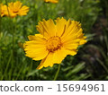 黃花 15694961