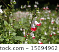 小花 15694962