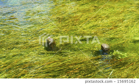 Daio Wasabi Farm Daio Wasabi Farm 15695162