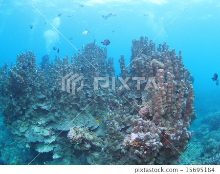 Coral like Sagrada Familia of Iriomote Island, Okinawa 15695184