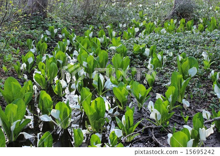 Togakushi Bashoen花園 Togakushi Bashoen花園 15695242