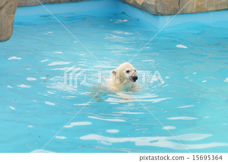 Polar bear Polar bear 15695364