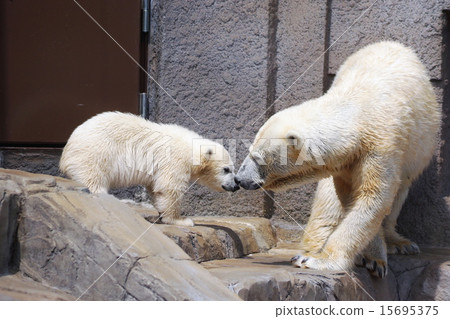 Polar bear Polar bear 15695375