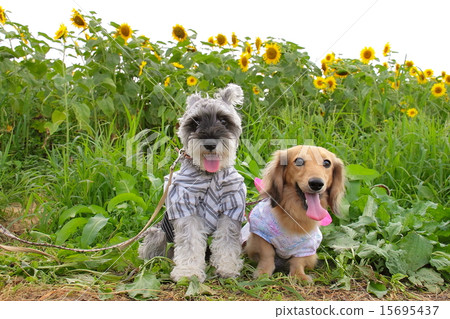 微型鴨子和迷你雪納瑞兩隻狗的可愛圖片 15695437