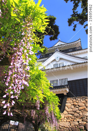 五月愛知岡崎城堡·城堡的寺廟和紫藤格子 15695462