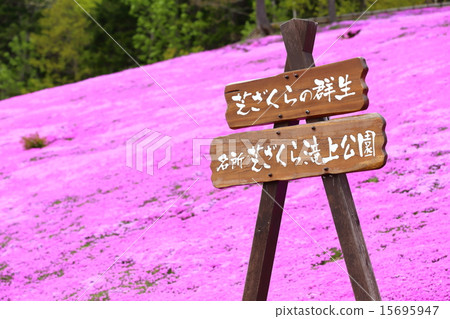 Shiba Zakura公園 15695947