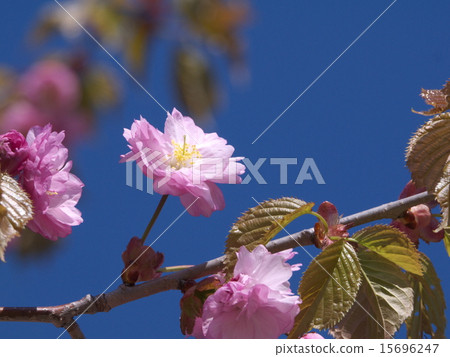 Kushiro Yae 15696247