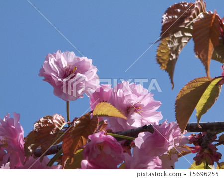 Kushiro Yae Kushiro Yae 15696255