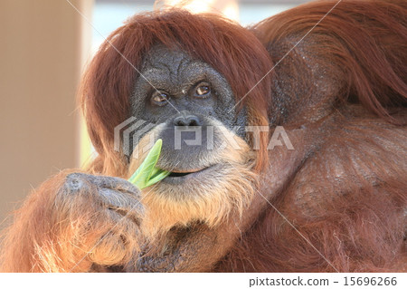 Orangutan 15696266