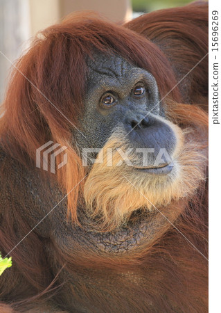 Orangutan 15696269