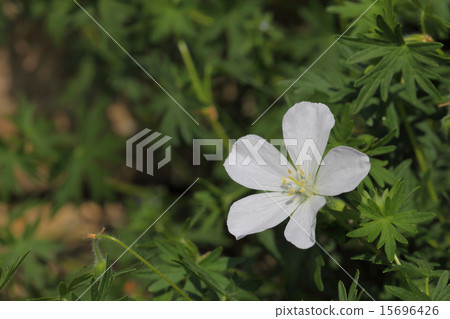 White flower of geranium · sangguinenum 15696426