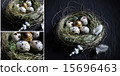 Quail Egg Montage 15696463