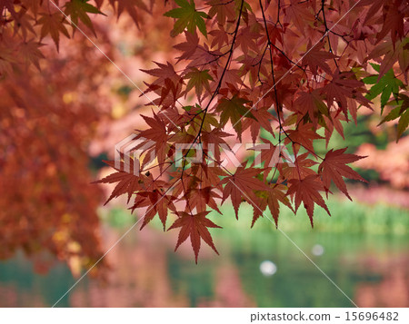 Close shoot of Karuizawa Kunisaki pond, autumn leaves 15696482