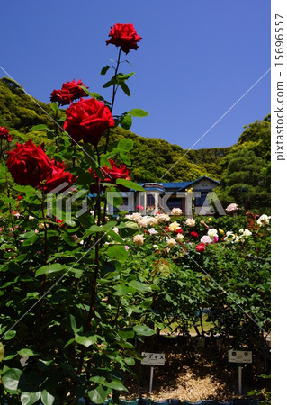 鎌倉文學博物館玫瑰 15696557