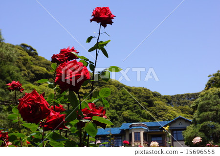 鎌倉文學博物館玫瑰 15696558