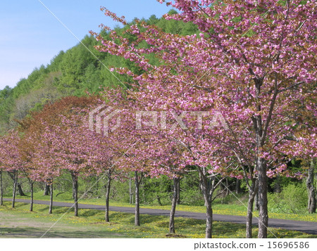 Sakura's sightseeing spot in Kushiro Town "Okura Park" Sakura's sightseeing spot in Kushiro Town "Okura Park" 15696586