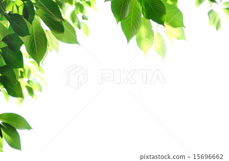 櫻花的青葉白色背景 15696662