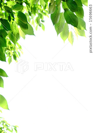 Sakura's Aoba White Background 15696663