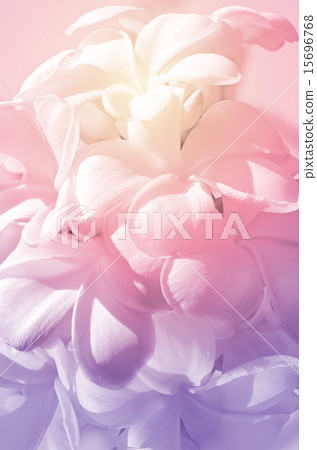 Pastel Tone of Frangipani Flowers. 15696768
