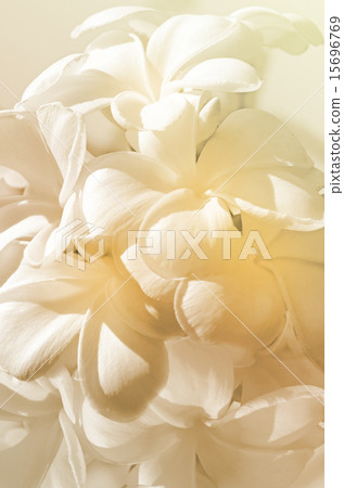 Pastel Tone of Frangipani Flowers. 15696769