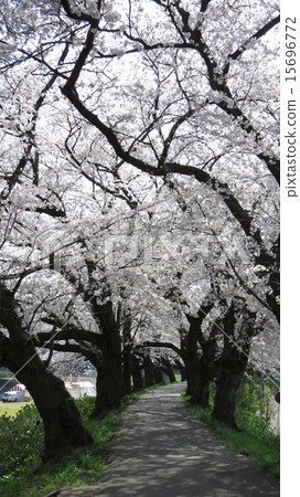 Cherry blossom trees of the Asuhawa river bank Cherry blossom trees of the Asuhawa river bank 15696772