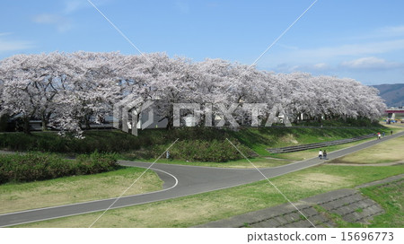 Cherry blossoms of the Asuhawa river bank Cherry blossoms of the Asuhawa river bank 15696773