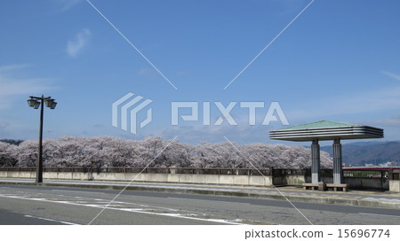 Cherry blossoms of the Kuju Bridge and the Asuhawa river bank 15696774
