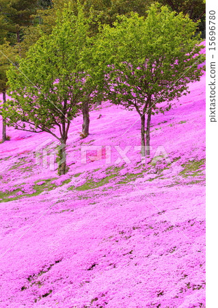 Shiba Sakura 15696780