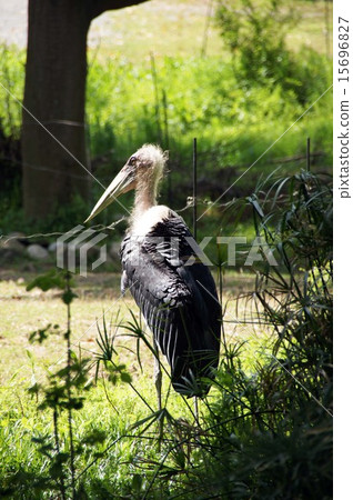 African Bald Stork 15696827