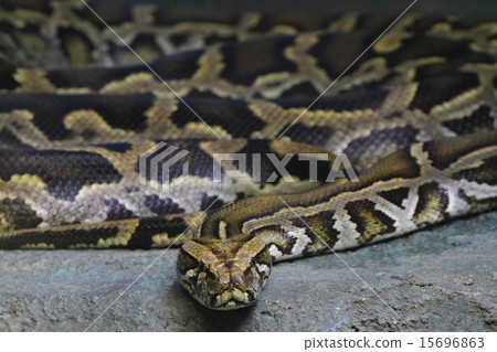 Burmese python 15696863