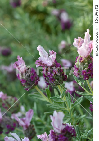  法國薰衣草 15696882