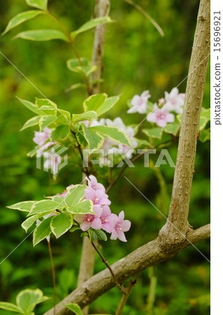 Daibeni Utsugi 15696921