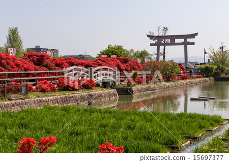Nagaoka Tenman-gu  - 霧島杜鵑花 15697377