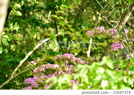 Moti Azalea 15697378