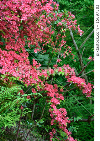 Yamato azalea 15697383