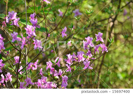 Kobanomitsu azalea 15697400