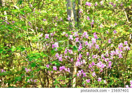 Kobanomitsu azalea 15697401