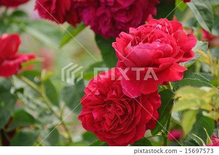 Crimson Abraham Derby blooming in bright sunlight 15697573