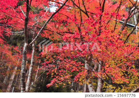 Autumn leaves 15697776