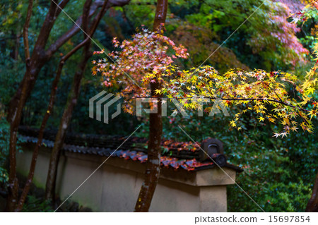 蓮花寺廟秋葉 蓮花寺廟秋葉 15697854
